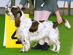 The Springer Spaniel